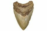 Fossil Megalodon Tooth - North Carolina #245845-1